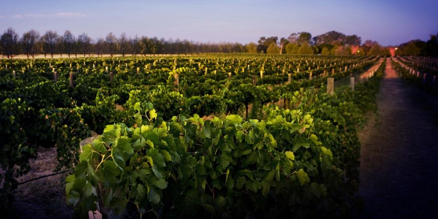 Photograph of All Saints vineyard in Rutherglen, Victoria