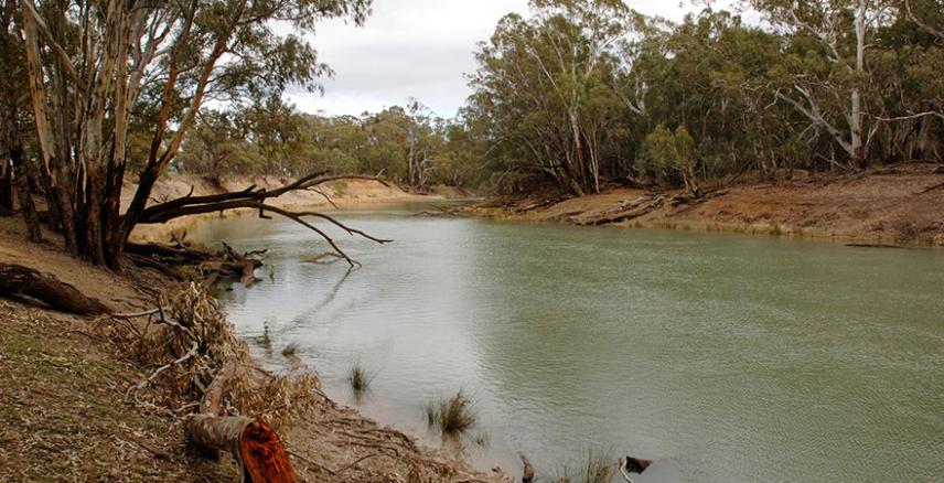 Photograph of The Murrumbidgee River near Hay in New South Wales.