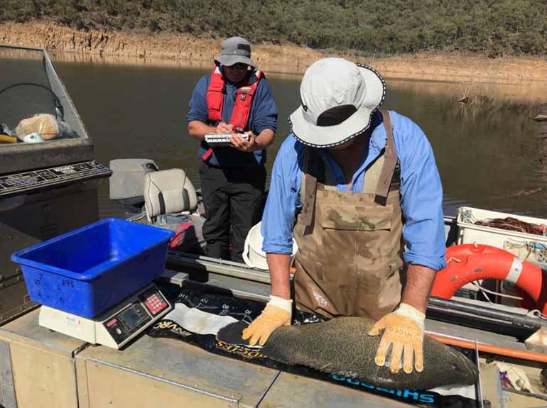 Examining Murray cod. Credit: Victorian Fisheries Authority