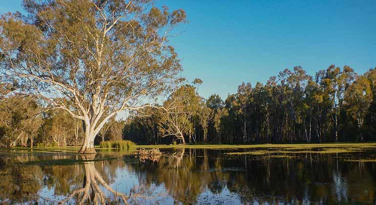 The Barmah–Millewa Forest is the world's largest river red gum forest, and a vital Murray–Darling Basin ecosystem. Natural flooding, combined with water for the environment, maintain ecosystem health and protect native flora and fauna.