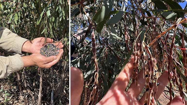 A handful of acacia seeds, and ripe acacia seed pods on the tree, ready for harvest