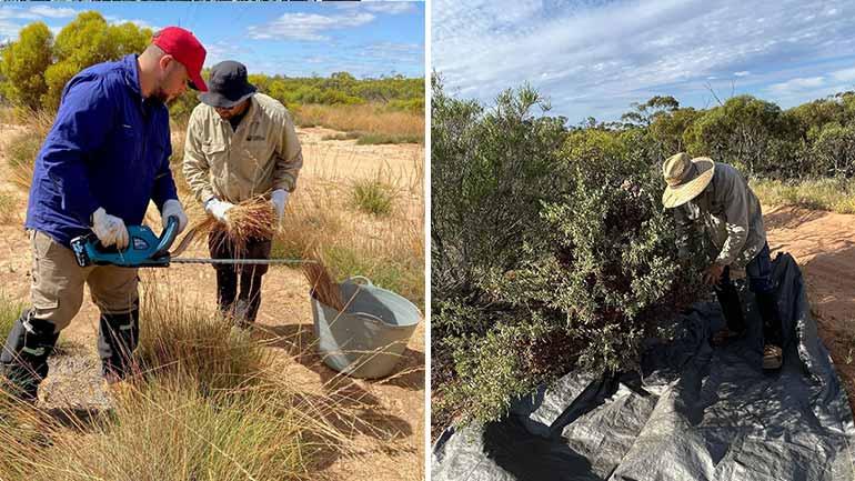 People harvesting plant seeds seeds from a natural environment
