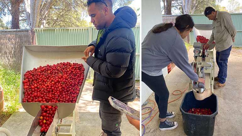People processing quandongs on a small funnelling conveyor system. Credit: First People of the Millewa-Mallee Aboriginal Corporation