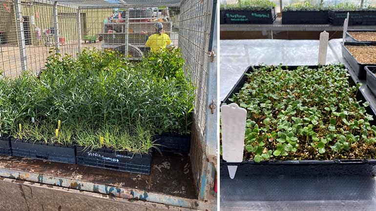 Several large crates of seedlings grouped together, ready to deliver