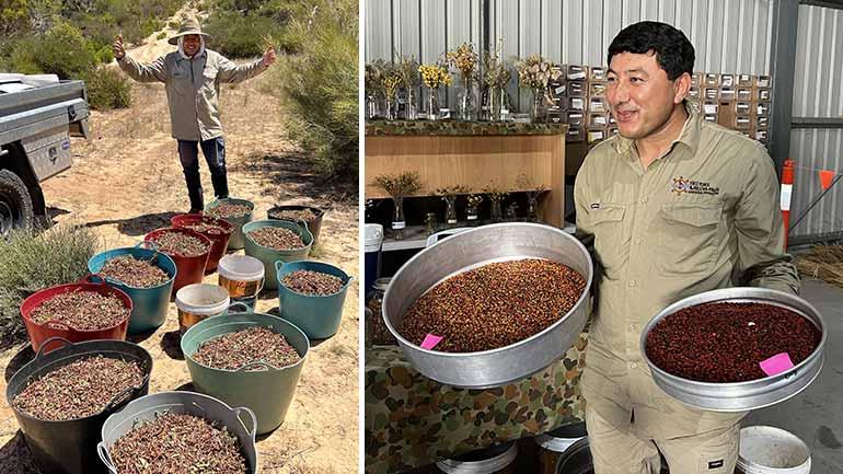 Person standing with several large steel buckets of harvested seeds