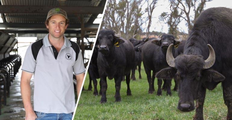 Corey Jones in his milking shed (left) and his herd of dairy buffalo (right)
