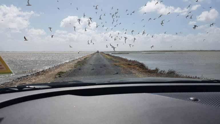 Driving between the Tauwitchere and Ewe Island barrages, Coorong/Lower Lakes, South Australia