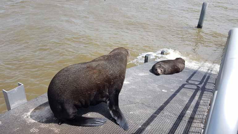 Two large fur seals resting on a metal barrage access ramp, Lower Lakes, South Australia.