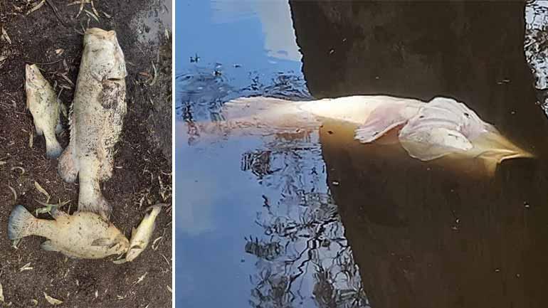 Several dead fish laid on a riverbank, and one floating in water.