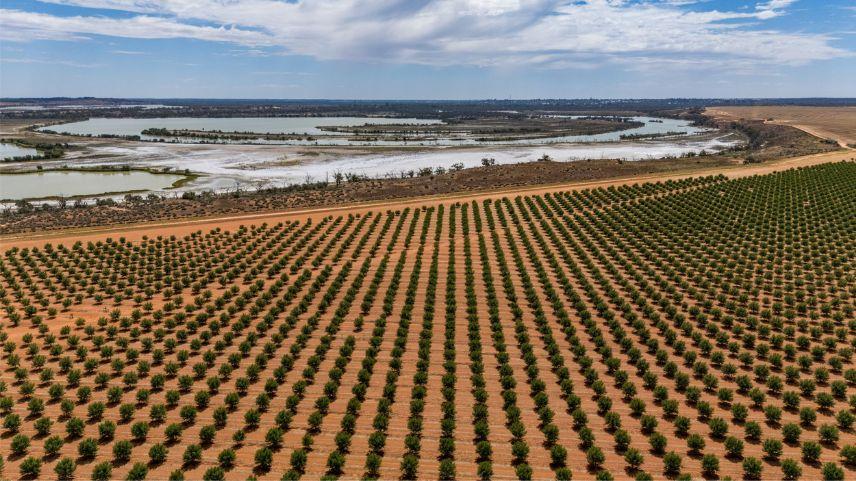 fruit trees
