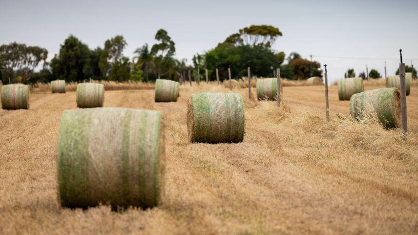 hay bales