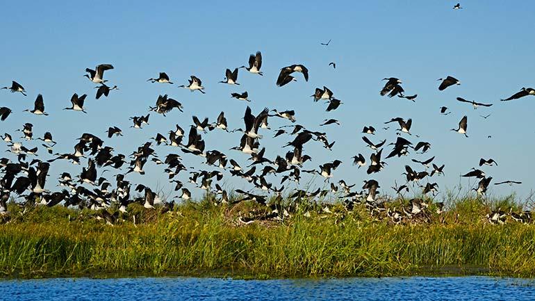 This year waterbirds bred in large numbers at wetlands in the Lachlan valley, with 25,000 ibis pairs seen nesting at Lake Cowal and a further 25,000 at Booligal Swamp. Source: Mal Carnegie