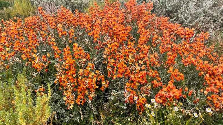 Native plants on the floodplain such as the Orange Darling Pea have thrived with this year’s abundant water. Source: Richard Unsworth