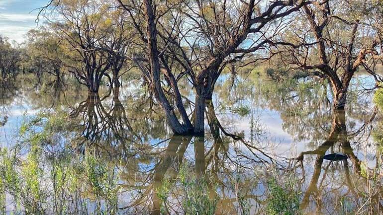 Overbank flows from the Darling River onto the floodplain near the Menindee in autumn 2022. Source: Richard Unsworth