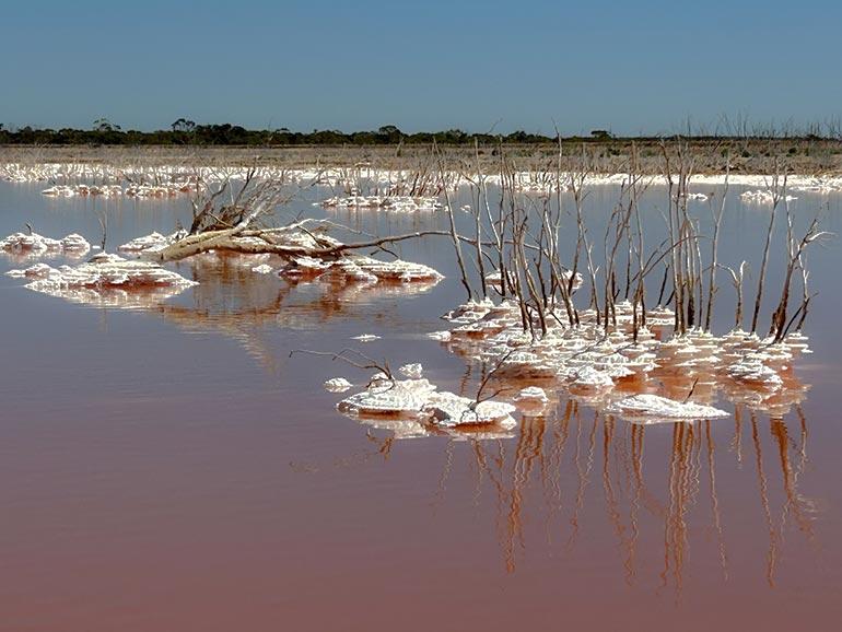 Shallow body of pink water with small dead trees protruding through, surrounded by salt deposits.