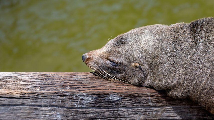 sea lion up close