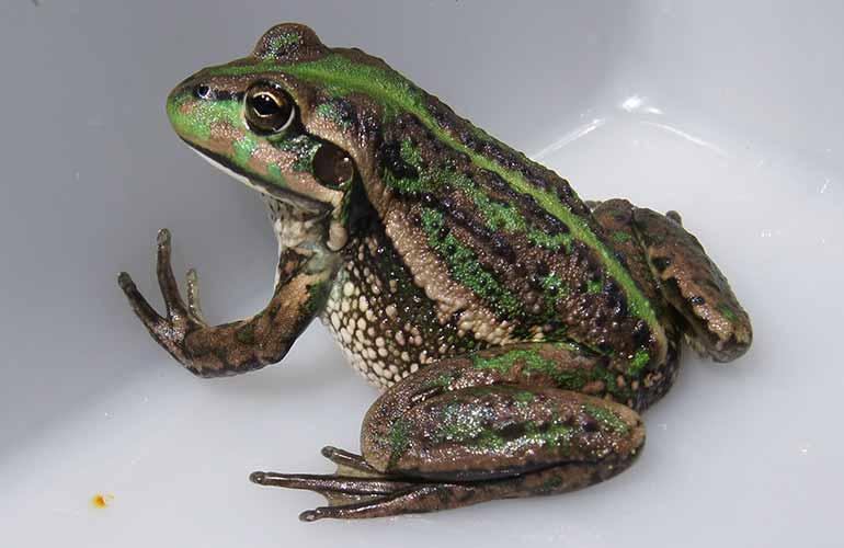 The southern bell frog (AKA: the growling grass frog) Photo: Peter Mirtschin