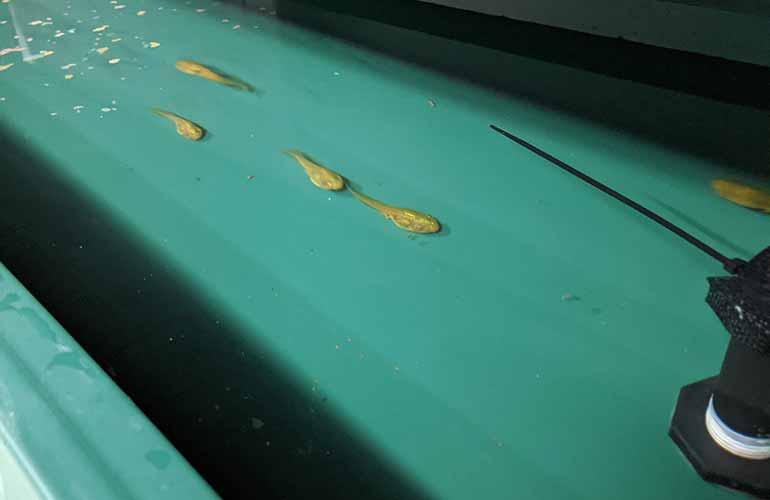 Southern bell frogs' future - tadpoles in the conservation facility. Image: Rupert Mathwin