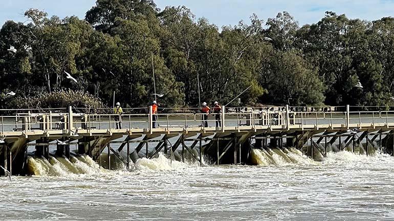 Photograph of workers reinstating Mildura Weir