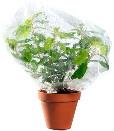 Plant transpiration