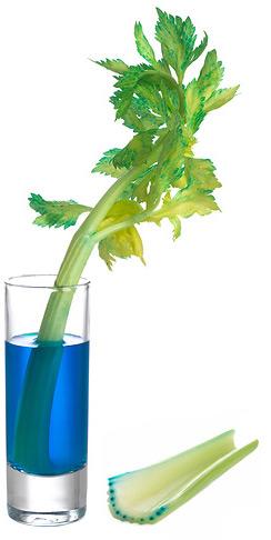 Transpiration in celery stalks