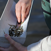 Image of Murray hardyhead fish